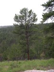 South Dakota '03