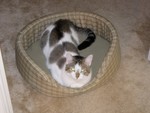 cats_001