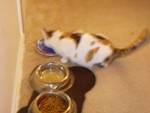 cats_002