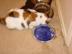 cats_003