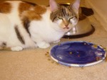 cats_004