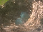 Eggs1