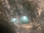 Eggs2