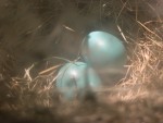 Eggs3
