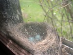 Eggs4