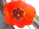 Flower1