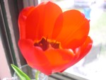 Flower2