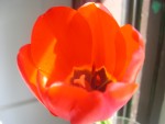 Flower3