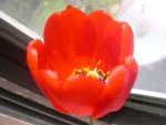 Flower4