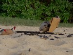 Hawaii_032