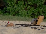 Hawaii_033