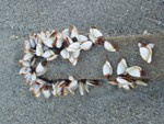 Coca_Beach_005