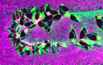 Sea_sponge_2